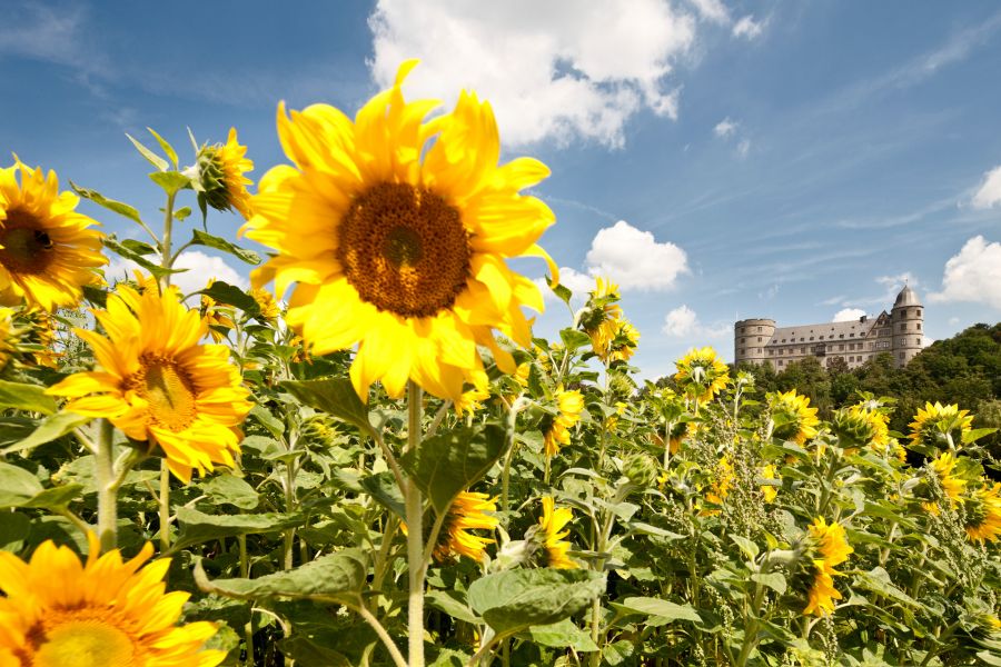 Dei Wewelsburg - im Vordergrund ein Sonnenblumenfeld, Foto: Matthias Groppe für das Kreismuseum Wewelsburg